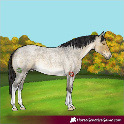 Horse Color:White Spotted Buckskin Roan Dun Mushroom 