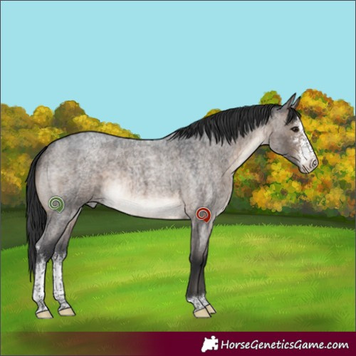 Horse Color:Brown Roan Dun Sabino Brindle