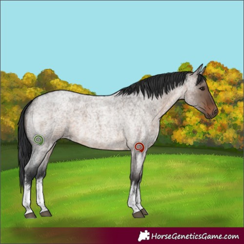 Horse Color:White Spotted Brown Roan Dun 