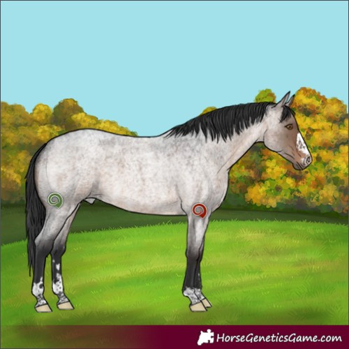 Horse Color:Brown Roan Dun 