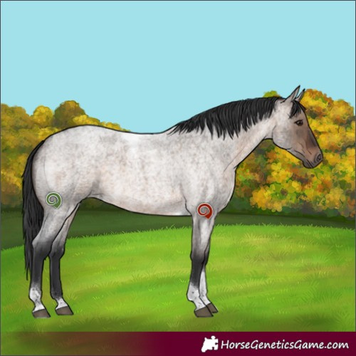 Horse Color:Brown Roan Dun Tobiano Brindle 