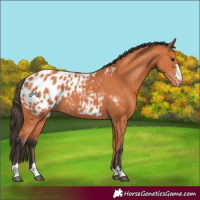 Horse Color:Bay Near Leopard 