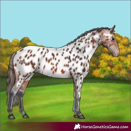 Horse Color:Bay Appaloosa 