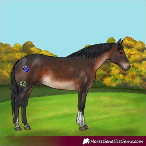 Horse Color:Brown Tobiano