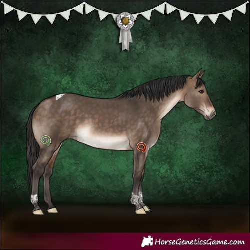 Horse Color:Bay Dun Tobiano 