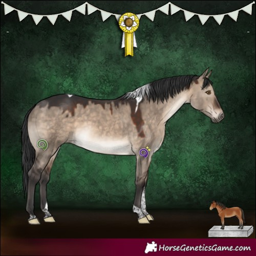 Horse Color:Brown Dun Tobiano 