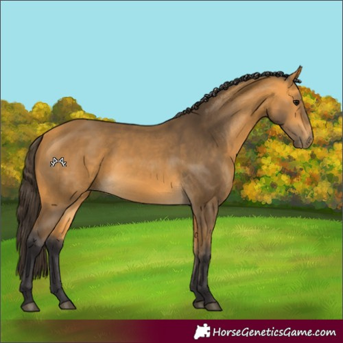 Horse Color:Buckskin 