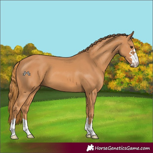 Horse Color:Chestnut 