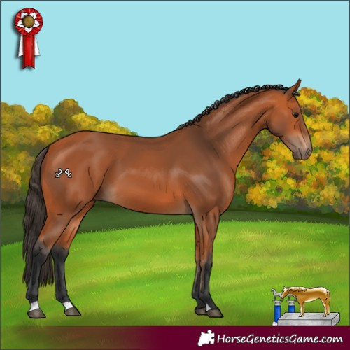 Horse Color:Bay 