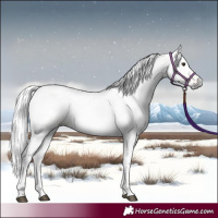 Horse Color:Gray Red Dun 