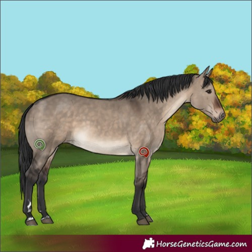 Horse Color:Brown Dun 