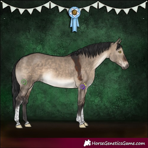 Horse Color:Brown Dun Tobiano 