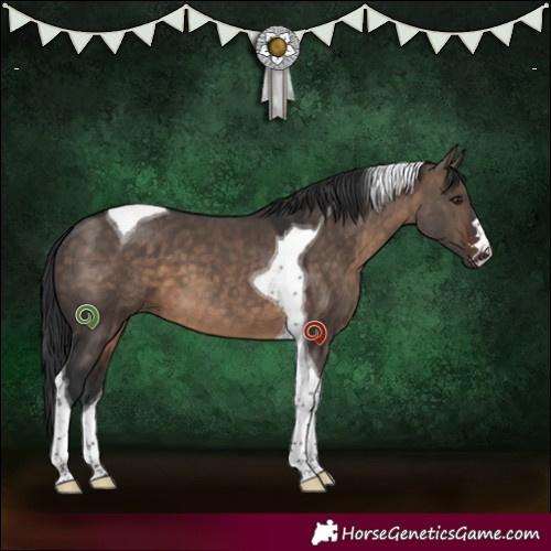 Horse Color:Brown Dun Tobiano 