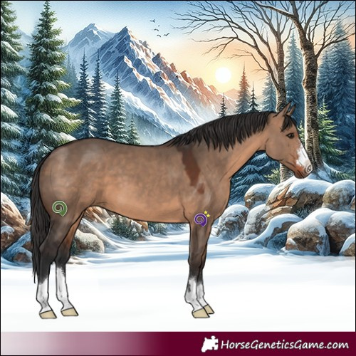 Horse Color:Brown Dun 