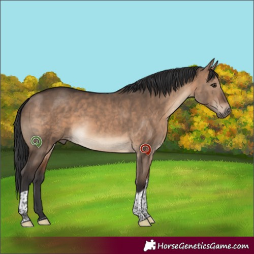 Horse Color:White Spotted Brown Dun Tobiano 