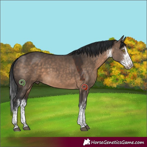 Horse Color:White Spotted Brown Dun 