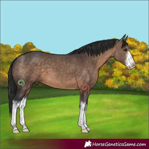 Horse Color:White Spotted Brown Dun 