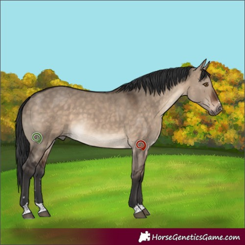 Horse Color:Brown Dun