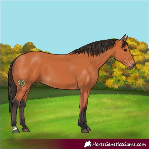 Horse Color:Bay 