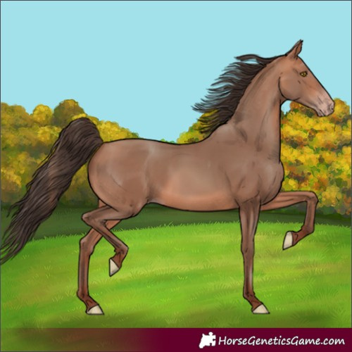 Horse Color:Amber Champagne 