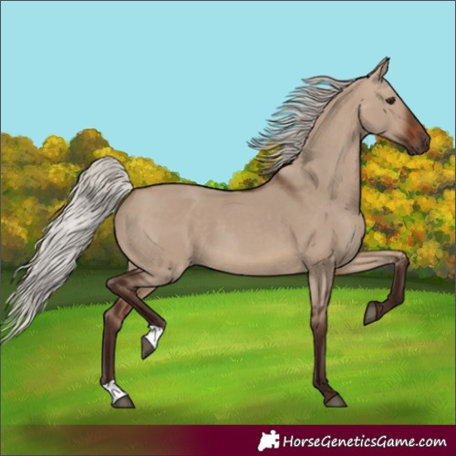 Horse Color:Silver Brown Dun 