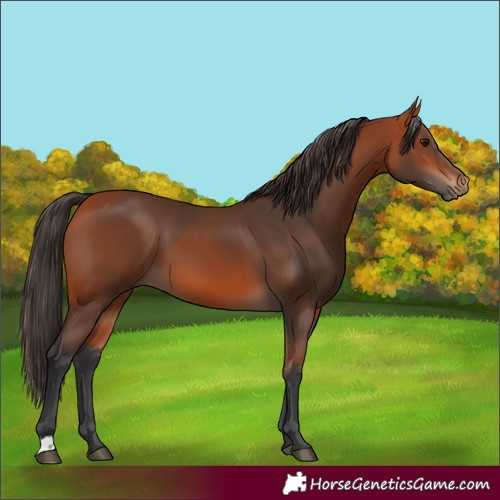 Horse Color:Bay 
