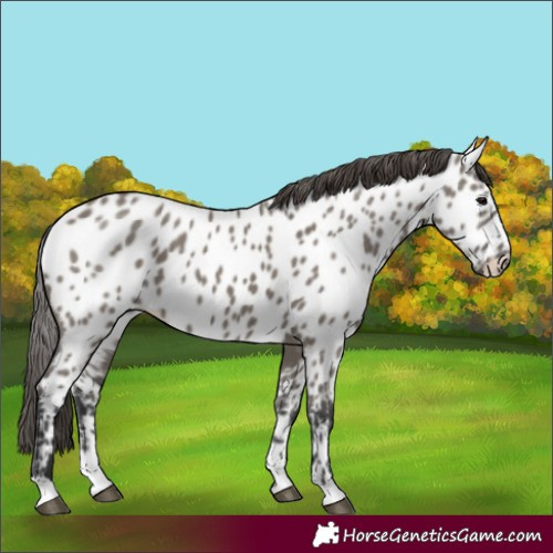 Horse Color:Grullo Appaloosa