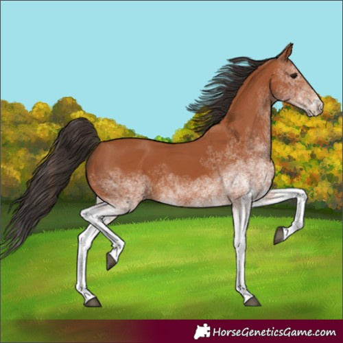 Horse Color:White Spotted Bay 