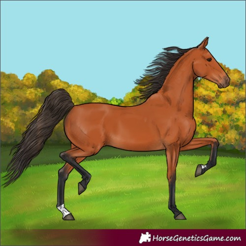 Horse Color:Bay 