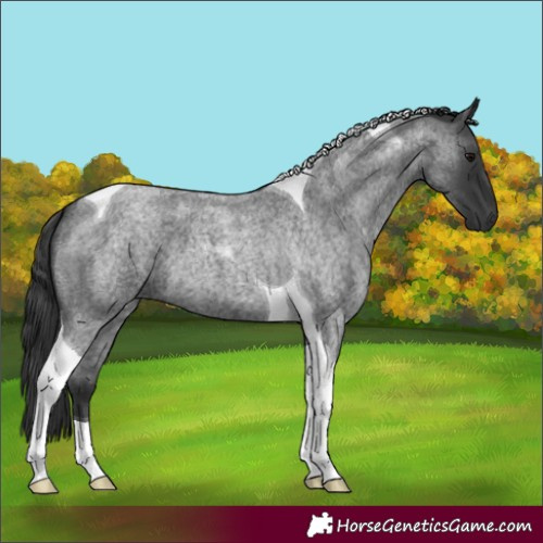 Horse Color:Blue Roan Tobiano 