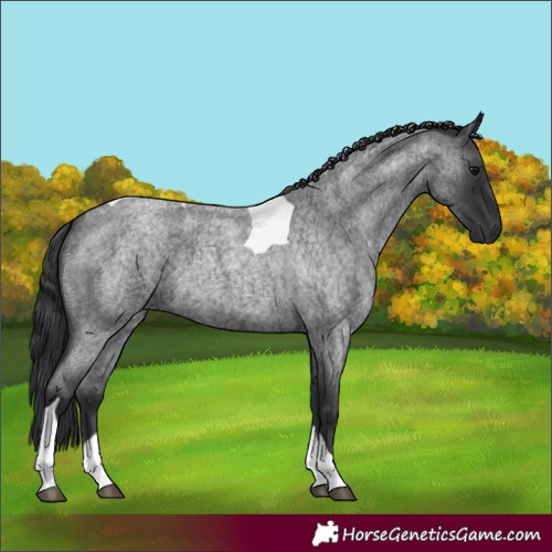Horse Color:Blue Roan Tobiano 