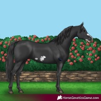 Horse Color:Black  and Black Frame 