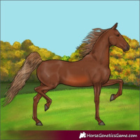 Horse Color:Chestnut 