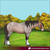 Horse Color:Bay Roan Splash