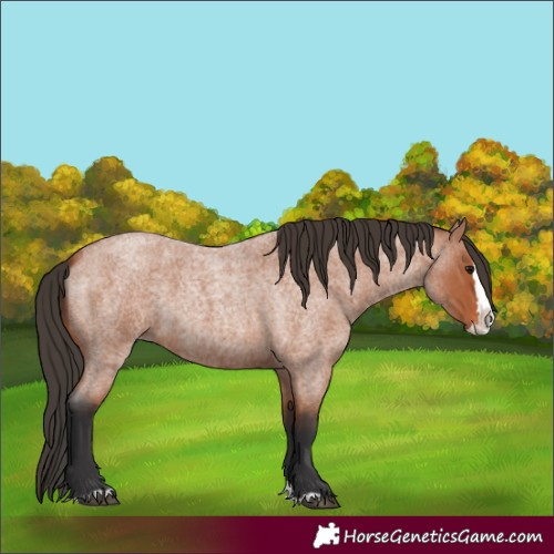 Horse Color:Bay Roan Splash 