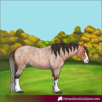 Horse Color:Unknown 