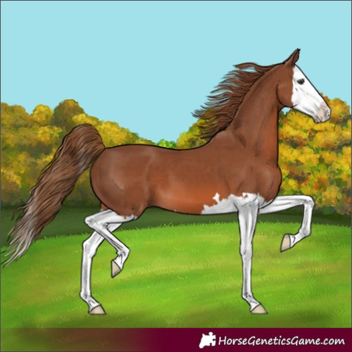 Horse Color:Chestnut Splash 
