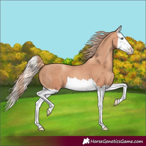 Horse Color:Gold Champagne Splash 