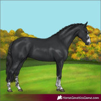 Horse Color:Black  and Black 