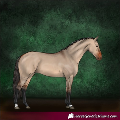 Horse Color:Bay Dun