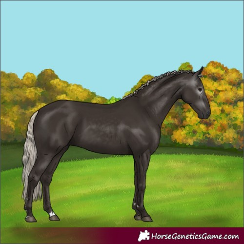 Horse Color:Gray Silver Black
