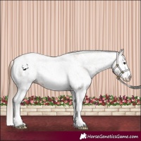 Horse Color:White Spotted Chestnut Rabicano 