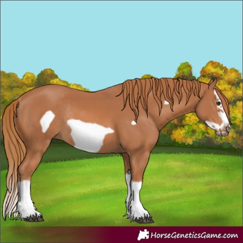 Horse Color:Chestnut Splash Frame Rabicano 