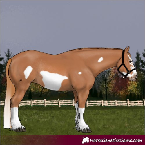Horse Color:Chestnut Splash Frame Rabicano