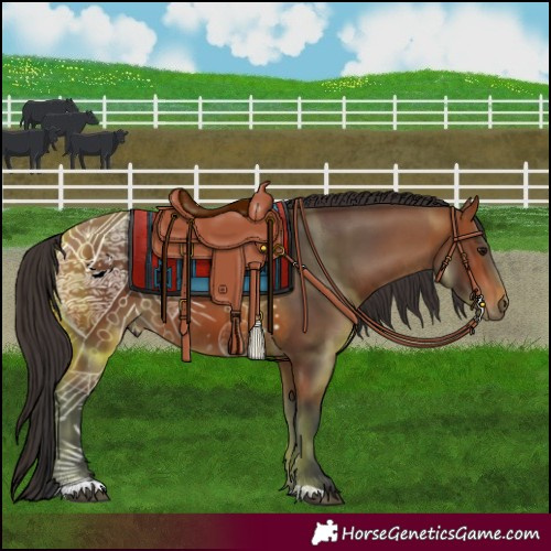 Horse Color:Bay Rabicano 