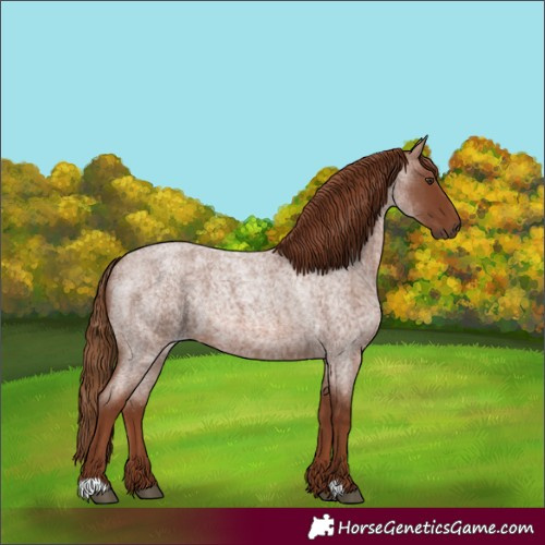 Horse Color:Red Roan 