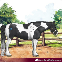 Horse Color:Black Tobiano 