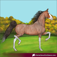 Horse Color:Bay Roan Splash