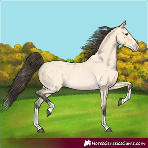 Horse Color:Buckskin Roan Dun Splash 