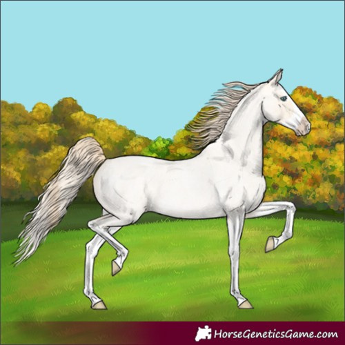 Horse Color:Perlino Roan Dun Splash 